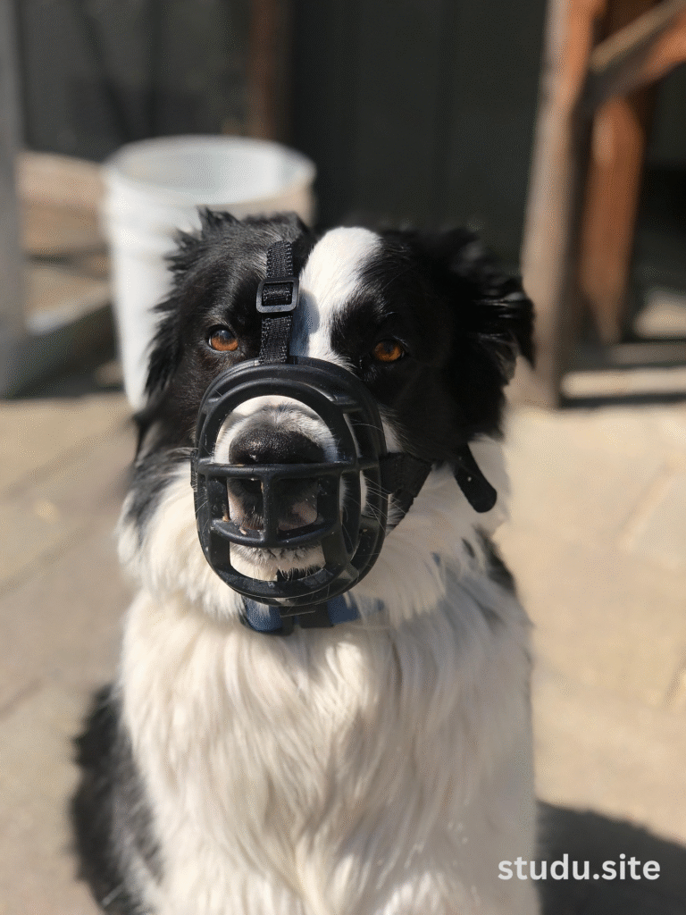 muzzle dog muzzle