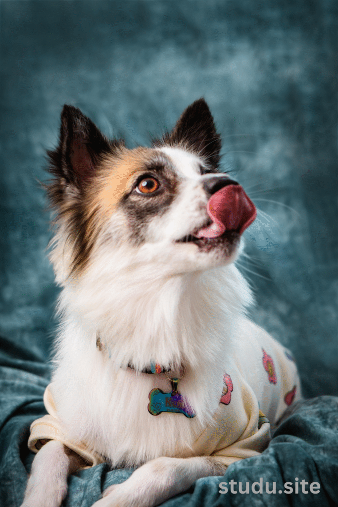 why do dogs lick their paws
