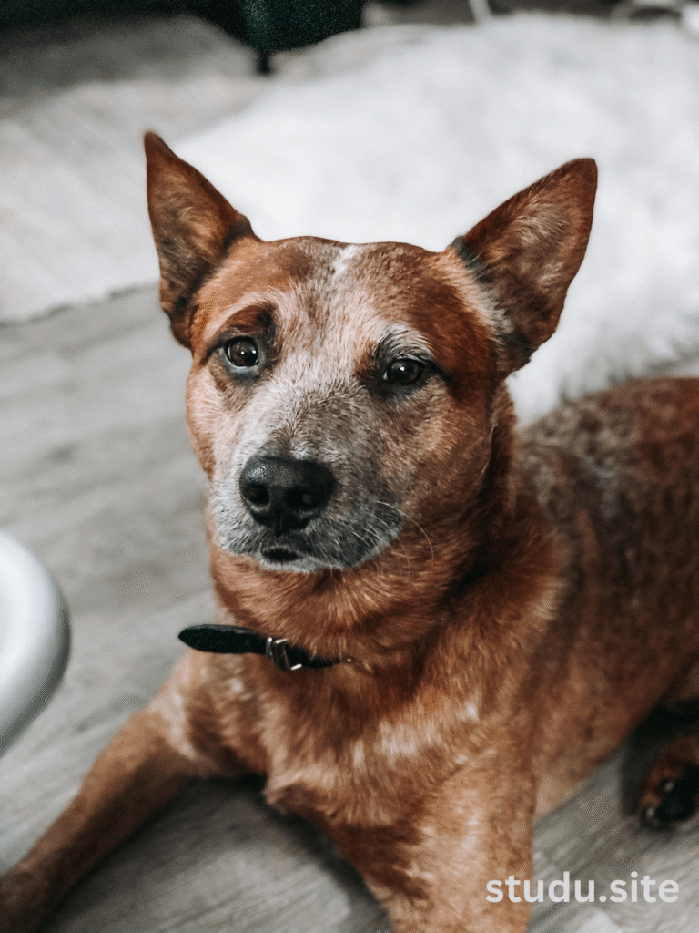 australian cattle dog