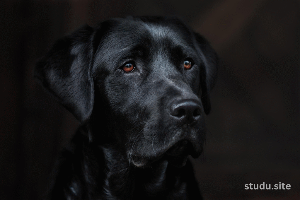 can dogs see in the dark
