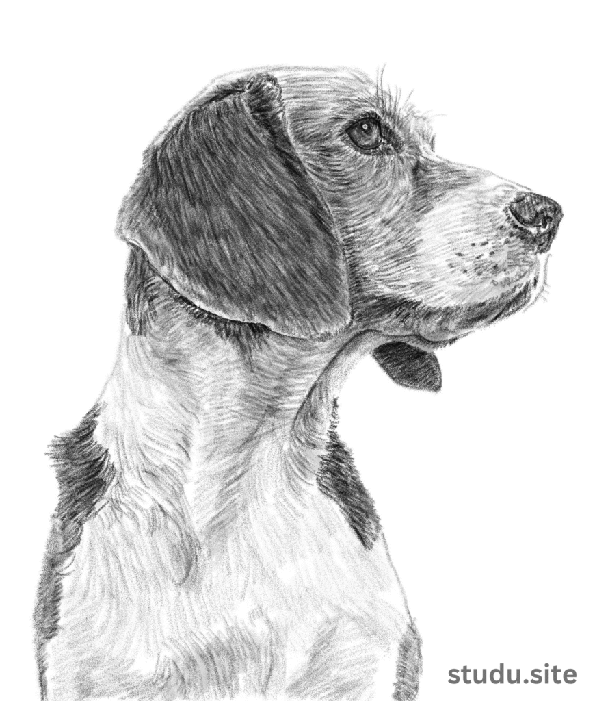 dog drawing