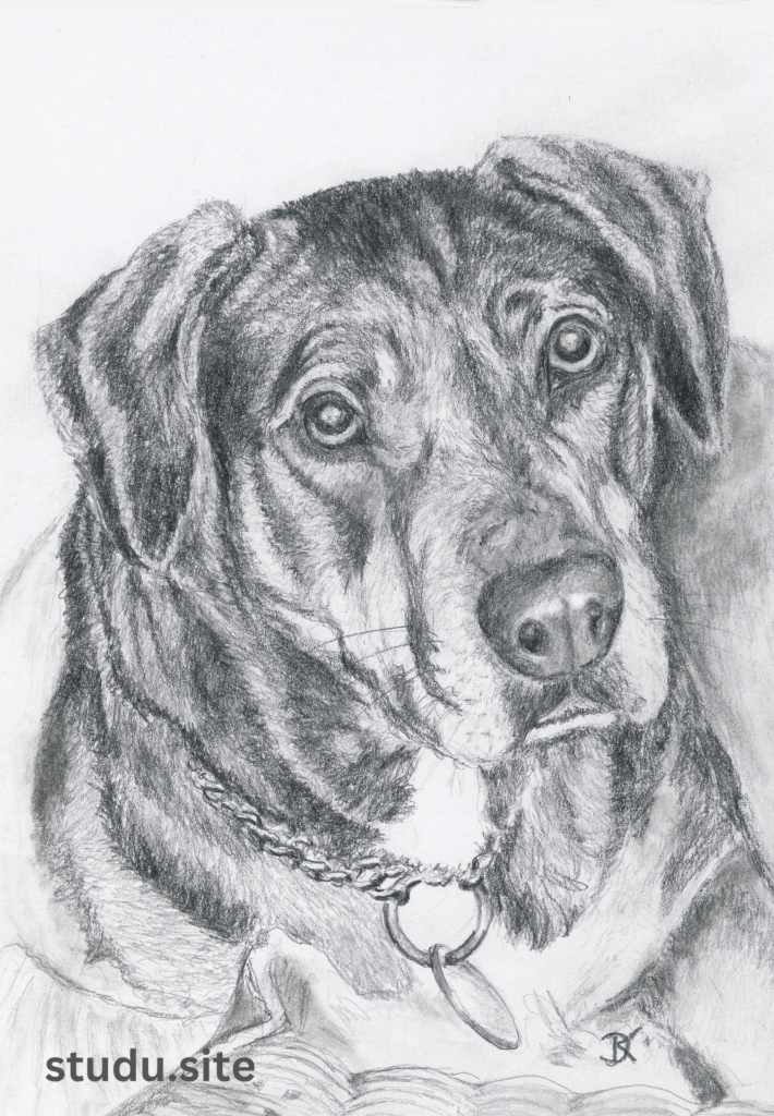 how to draw a dog