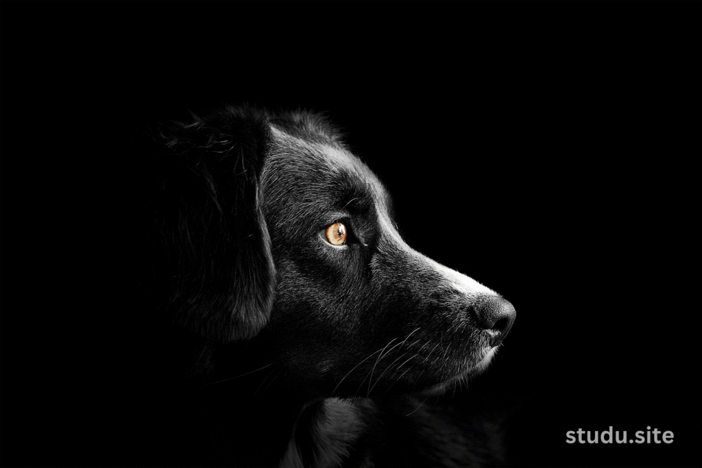 side eye dog